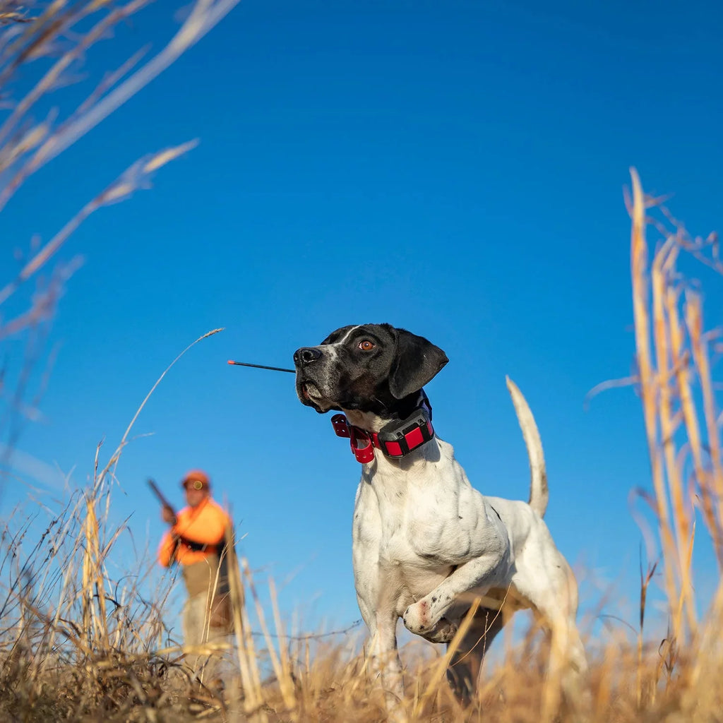 Garmin Collar inReach Bundle) SOS Dog 300i Dog Handheld Featuring 15X (Garmin Alpha Alpha TT Messaging Tracker