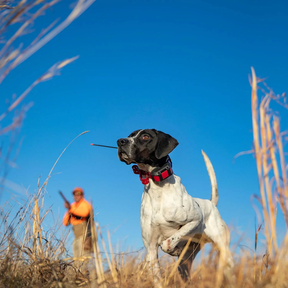 Garmin Collar inReach Bundle) SOS Dog 300i Dog Handheld Featuring 15X (Garmin Alpha Alpha TT Messaging Tracker