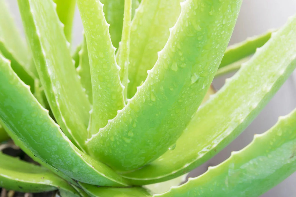 Vera Collection Gel Anti-Aging - Zprodx Aloe Skincare