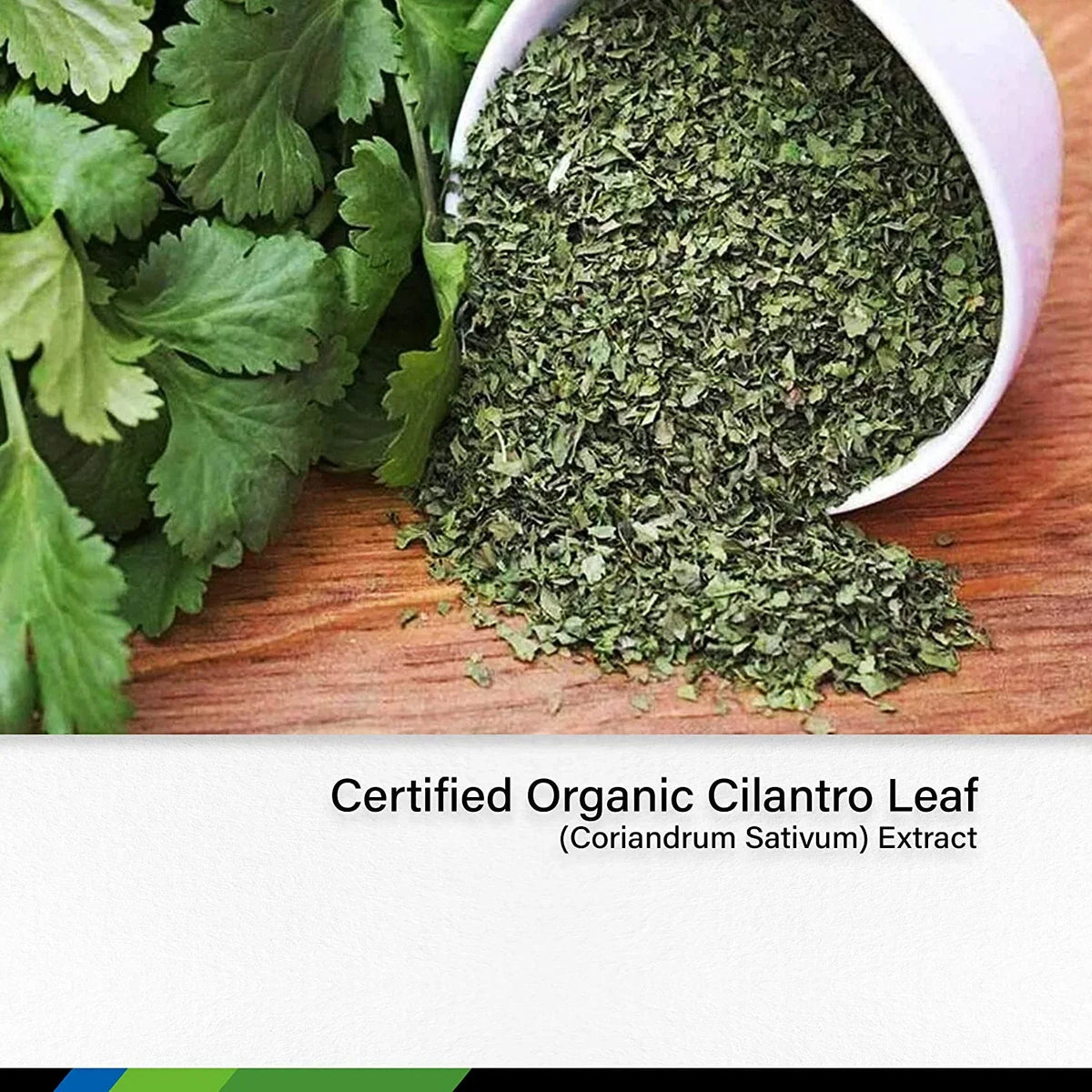 Sativum & Body Extract Liquid for Drops HERBS Cilantro Detox Coriandrum Alcohol Cilantro 2 Tincture Cleansing - Organic MAUWE Cilantro Leaf - Oz Free - Supplement fl.